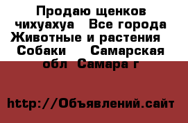 Продаю щенков чихуахуа - Все города Животные и растения » Собаки   . Самарская обл.,Самара г.
